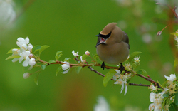 Cedar Waxwing-2.jpg